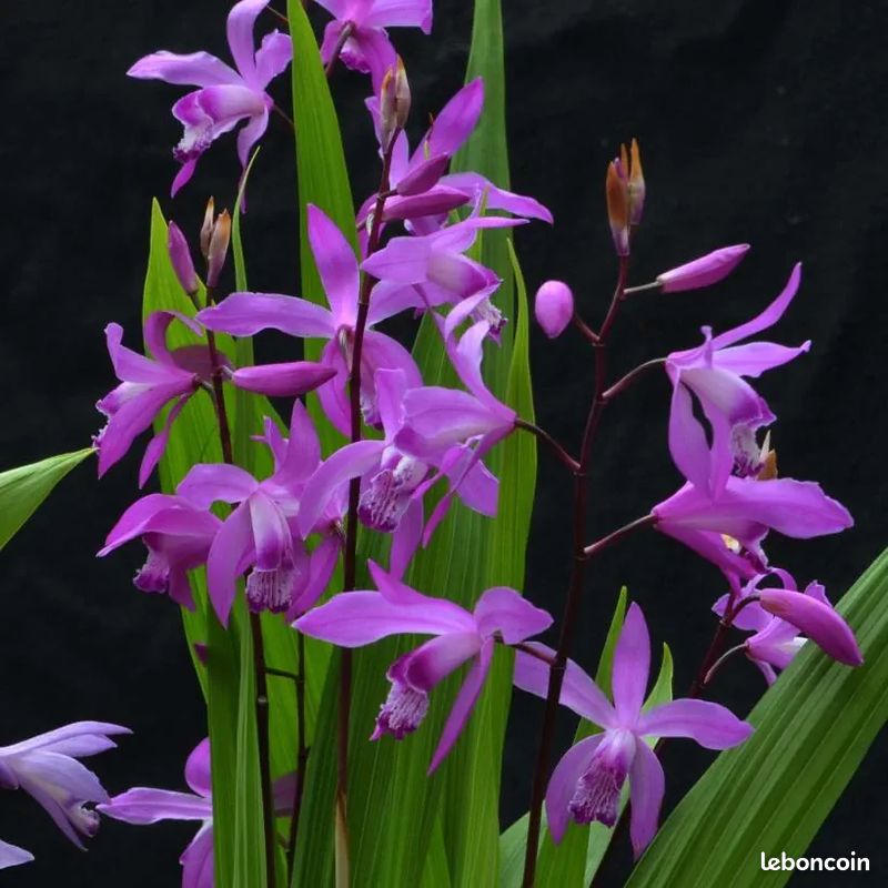 Orchidee de jardin (image 1)
