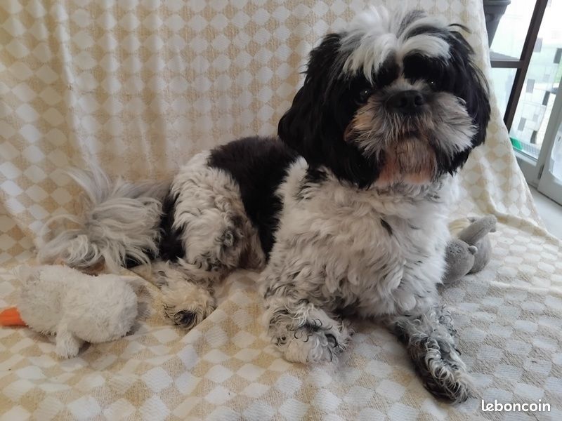 Shih tzu pour saillie (image 3)