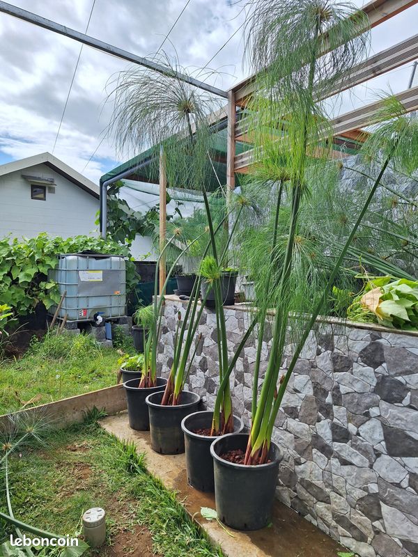 Plant de Papyrus Géant aquatique pour bassin poisson (image 1)