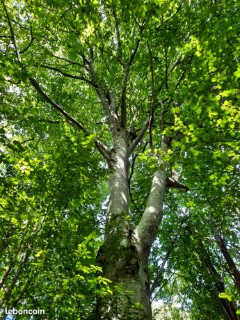 Recherche forêt bois