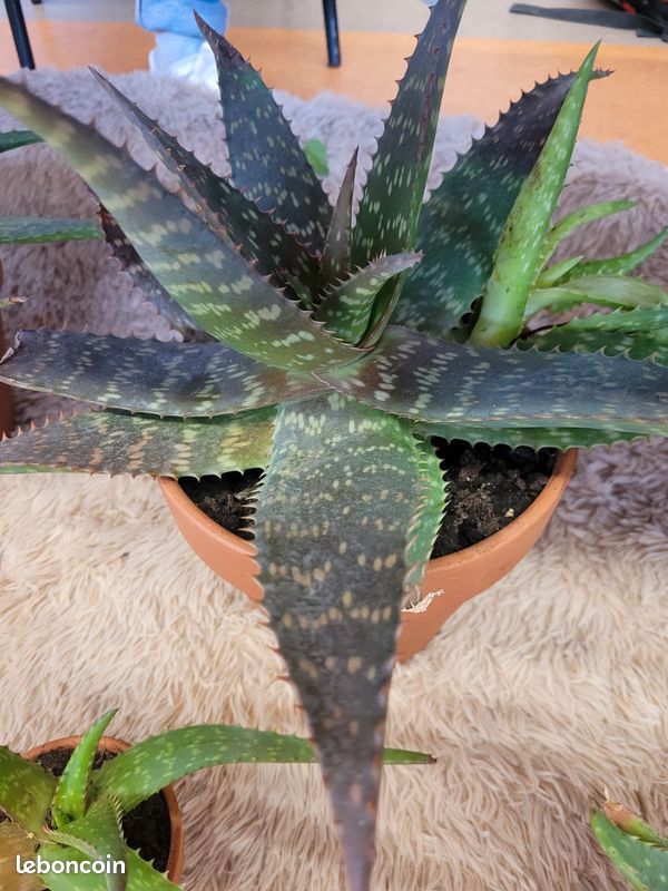 Aloe maculata (image 1)