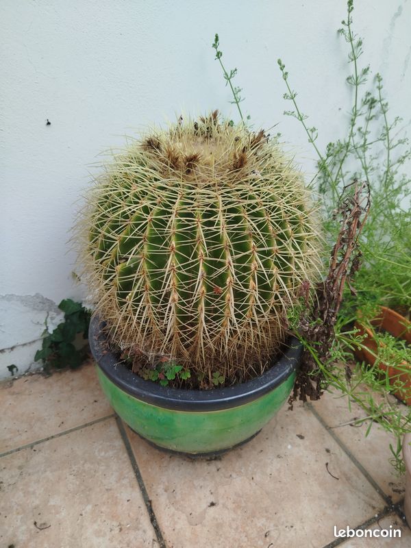 Gros cactus coussin de belle mre - Jardin & Plantes