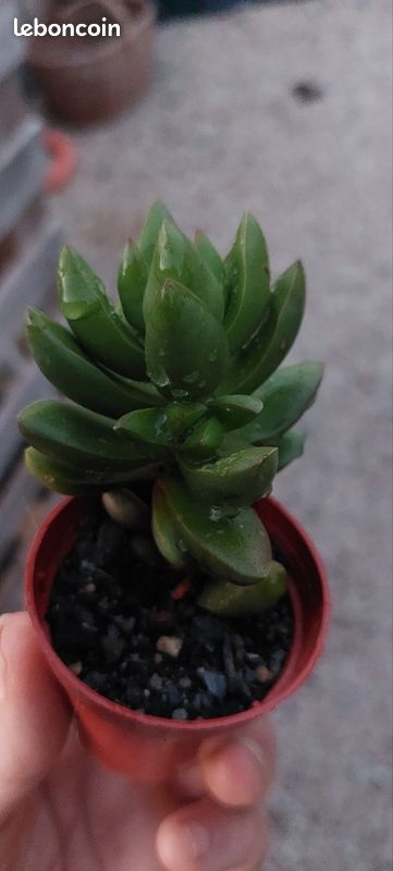 Crassula Ben pot de 5.5 cm (image 2)