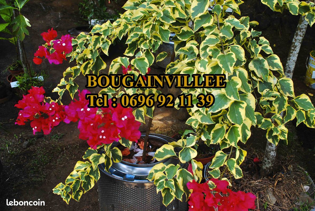 Bougainvillée rouge (image 1)