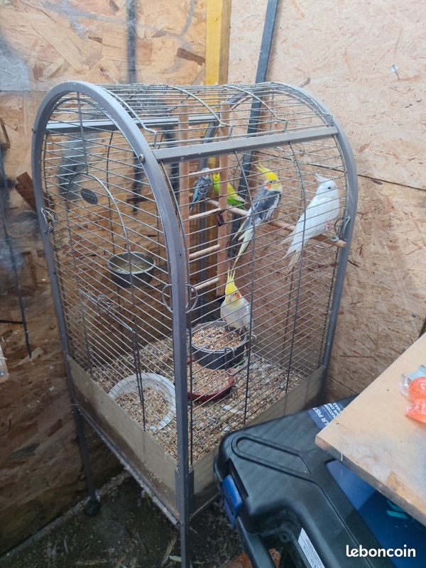 Calopsitte + cage (image 1)