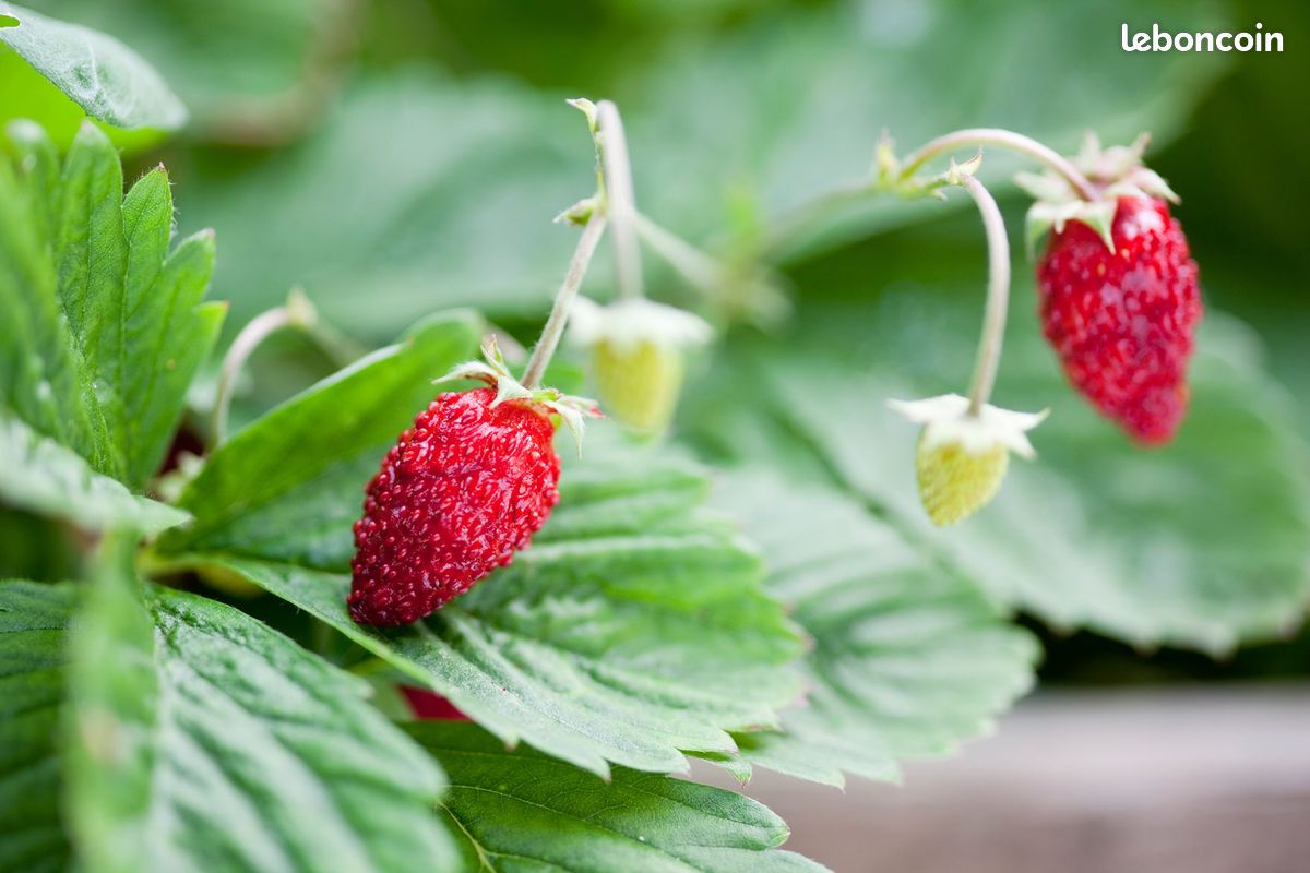 Plants de fraises des bois 4/3 (image 3)
