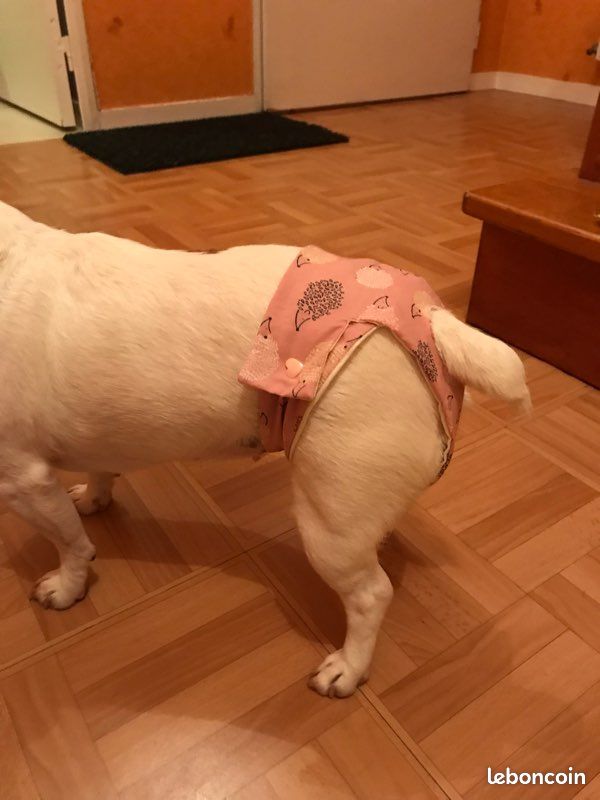Culotte pour chienne (image 2)