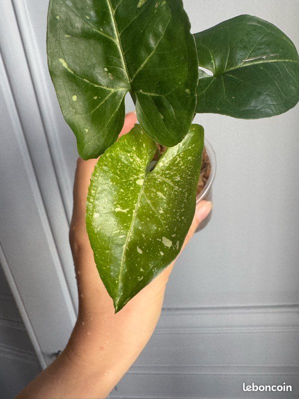 Syngonium panda - plante rare (image 3)