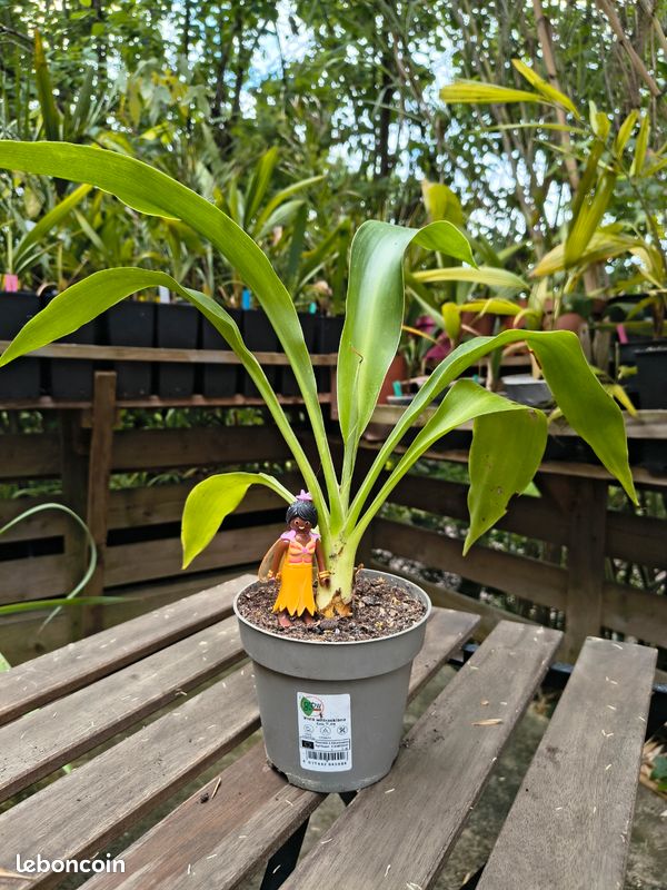 Doryanthes Palmeri - Lys géant - Issu de semis, 4 ans (image 3)