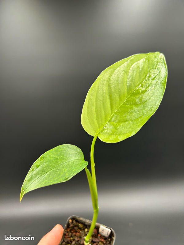 Monstera Obliqua Suriname #2 - Jardin & Plantes
