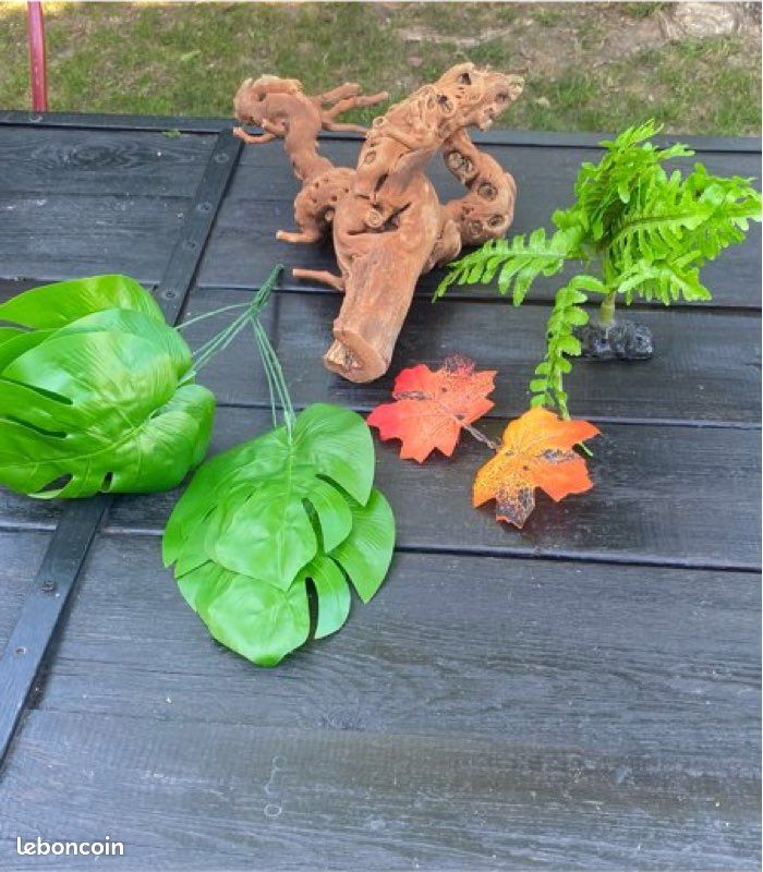 Végétation pour terrarium (image 1)