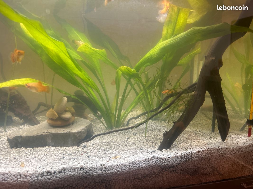 Aquarium avec aquarium et population (image 3)