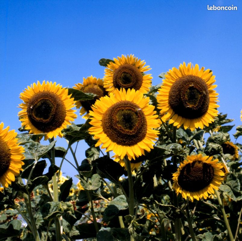 Sachet Collector : Géant Taiyo – L’Or du Jardin (3m) 🌻 (image 3)
