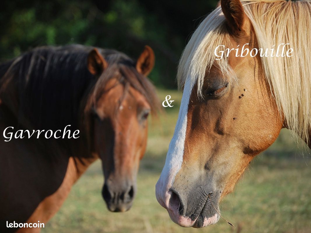 ☀️Gîte Nature : Piscine-Clim-Jeux-Chevaux (image 12)