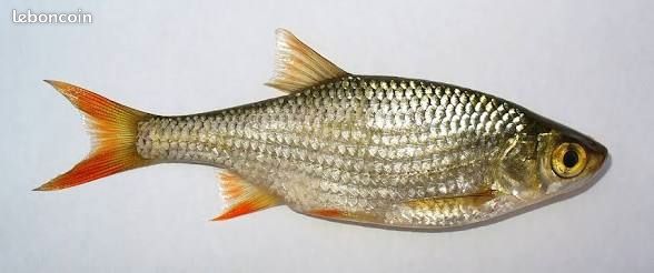 Vif de pêche (image 1)