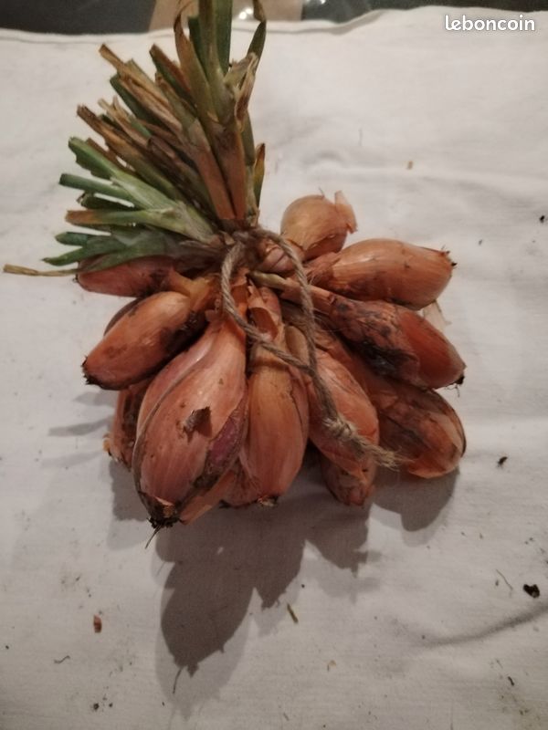 Oignons et échalotes bio. Pomme de terre nouvelle Amandine (image 12)