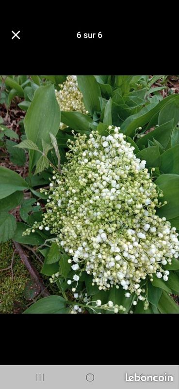 Muguet des bois (image 1)