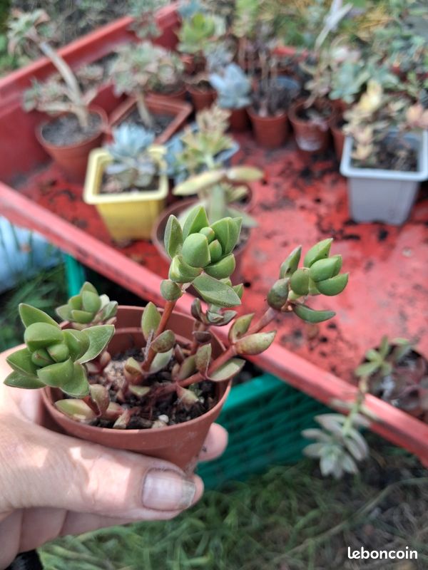 Crassula Benjamin 39 (image 1)