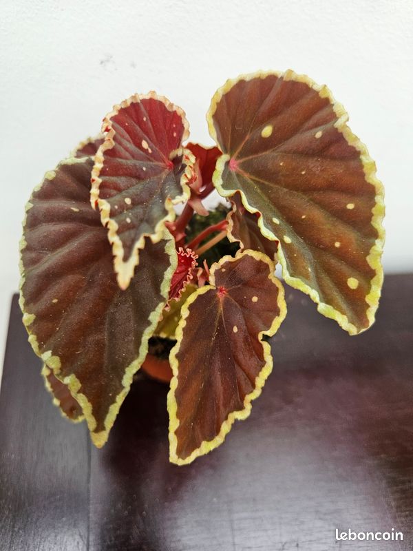 Rare begonia DATHVADERINA (image 2)