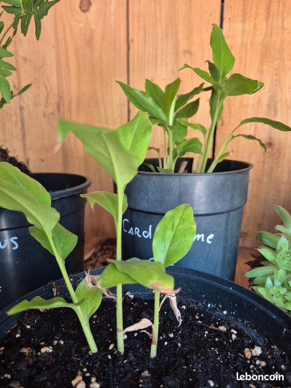 Cardamome plante - Jardin & Plantes