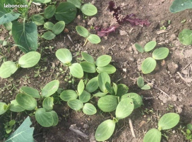 Plants de potimarron du jardin (image 2)