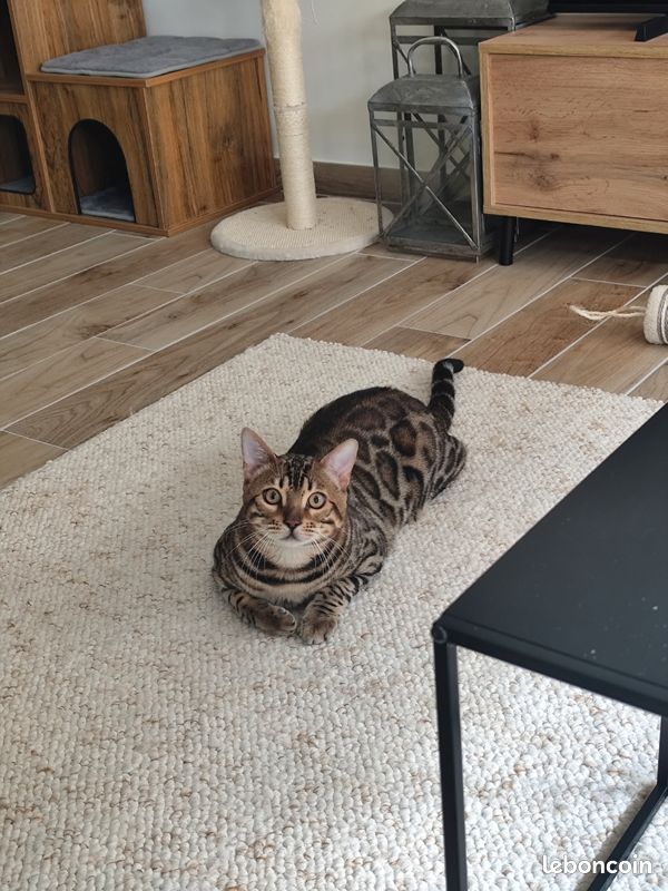 Saillie Bengal loof (image 2)