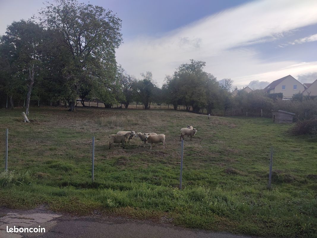 Vend terrain à bâtir Dolving · 45 000 €
