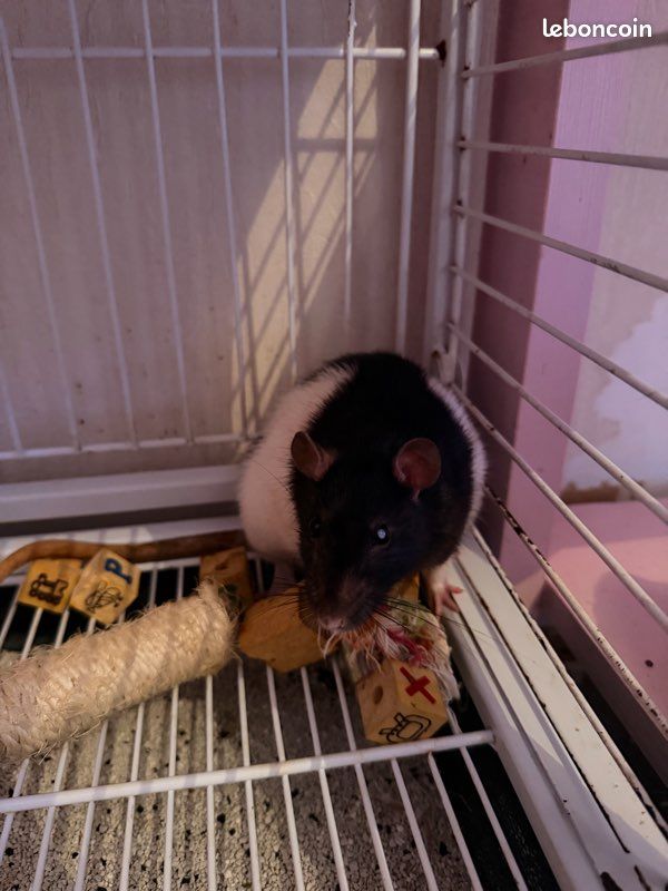 Donne ratte (image 2)