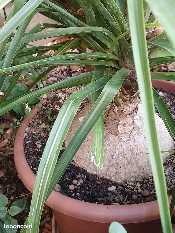 Beaucarnea recurvata (image 4)