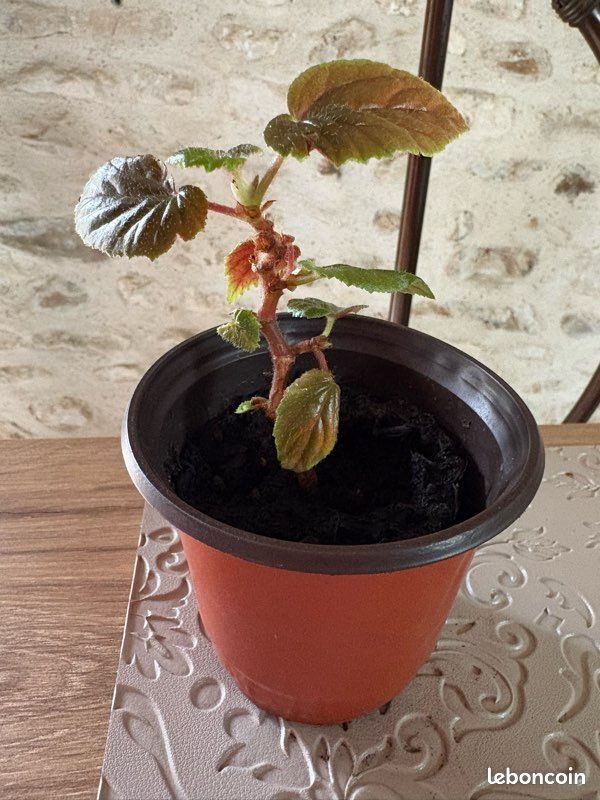 Bégonia canne Ginny (image 4)