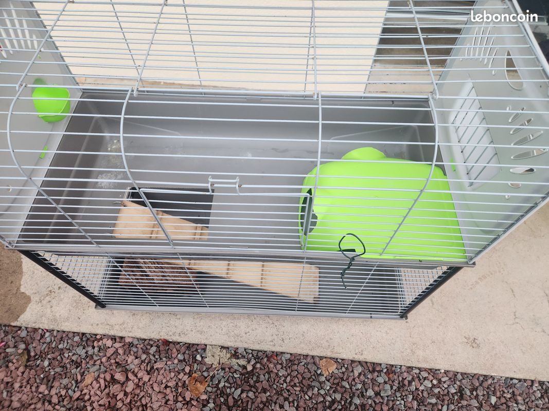 Cage cochons d'inde (image 2)