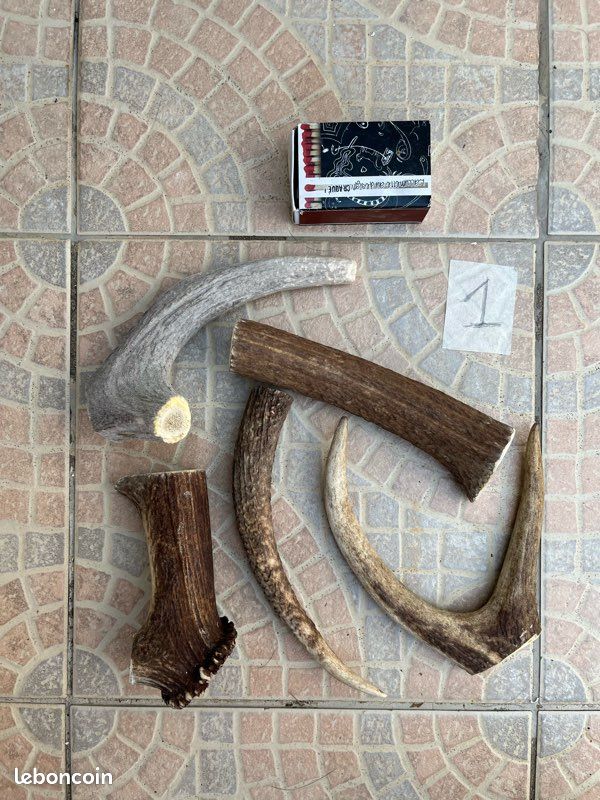 Bois de cerf à mâcher pour chien (lot n1) (image 1)