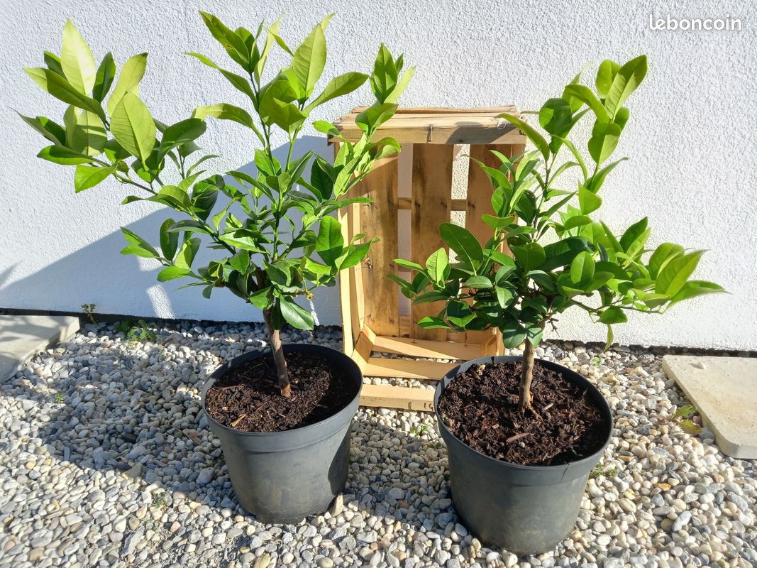 LOT de 2 Citronniers des 4 saisons (image 1)