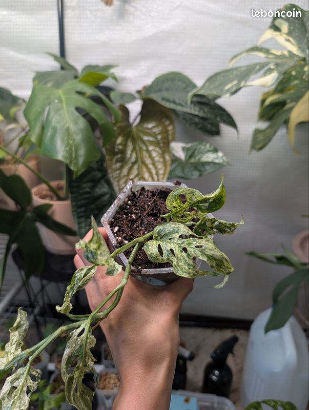 Monstera Frozen Freckles (image 2)