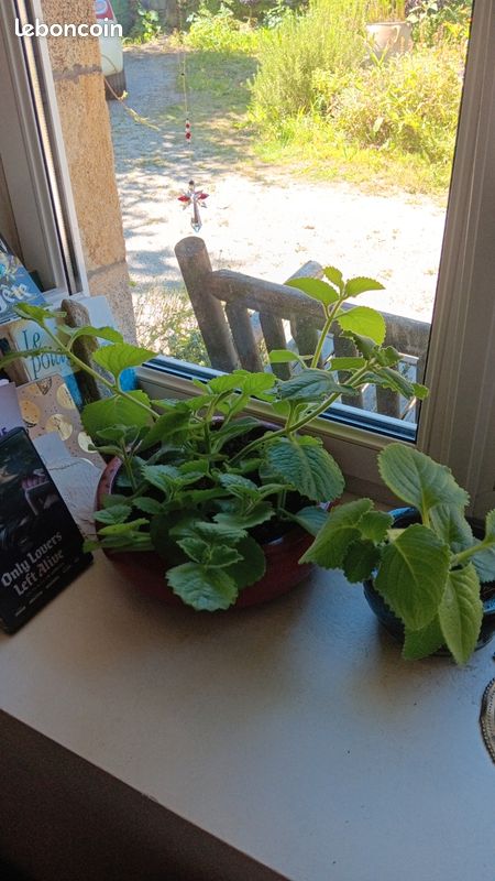 Plants de Coleus amboinicus (image 1)