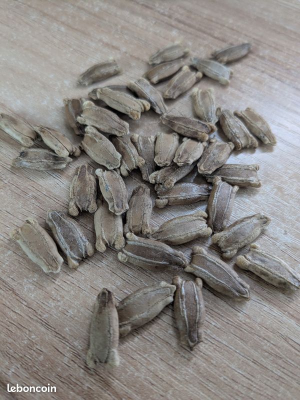 20 Graines De Courge Pélerine (calebasse) - Idéal Pour Gourdes, Déco, Facile à Cultiver