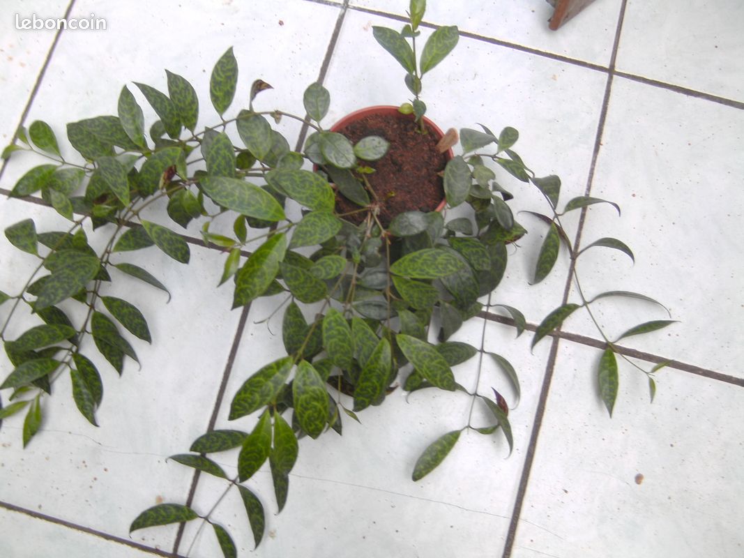 Bouture d aeschynanthus marmoratus (image 1)