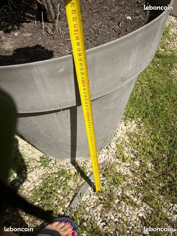 Cyprès en pot 3,2 m plus le pot Jardin Plantes