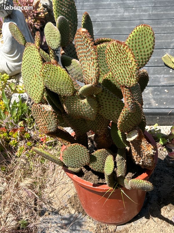Cactus, plante grasse Opuntia microdasys rubra à raquettes OU cactus oreilles de lapin (image 8)