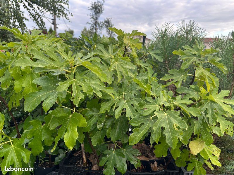 Jeunes figuier - ficus carica Figue violette (image 1)