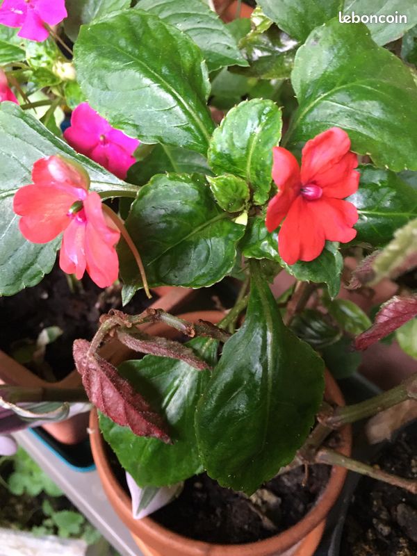 Impatiens marie louise pur blanc & rouge magenta (image 2)