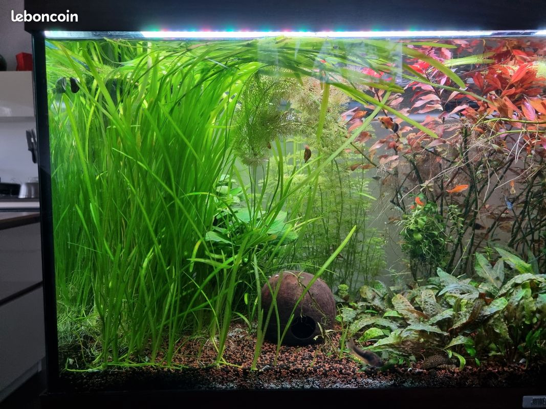 Plantes aquarium (image 1)