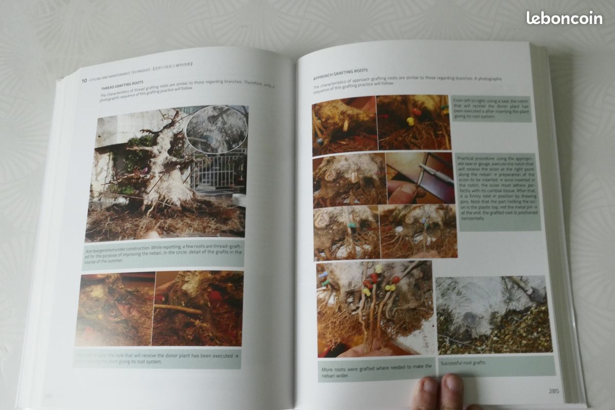 Livre Bonsai Mapples d'Andrea Meriggioli (image 3)