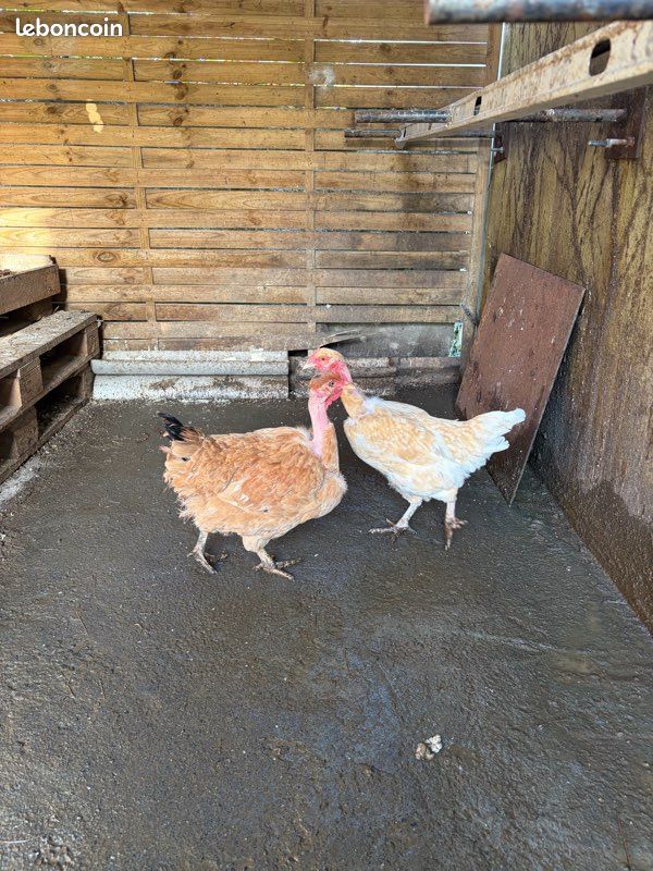 Poule connue (image 3)