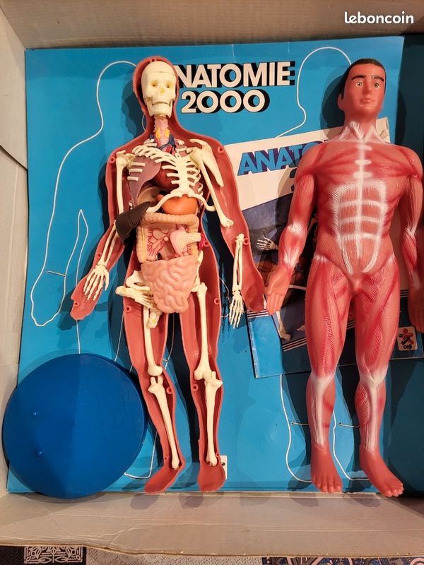 Jeu / Modèle D'anatomie Humaine échelle 1:3 - 59 Cm De Haut, Occasion
