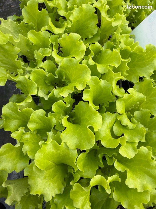 Pieds de salades lot de 12 (image 1)