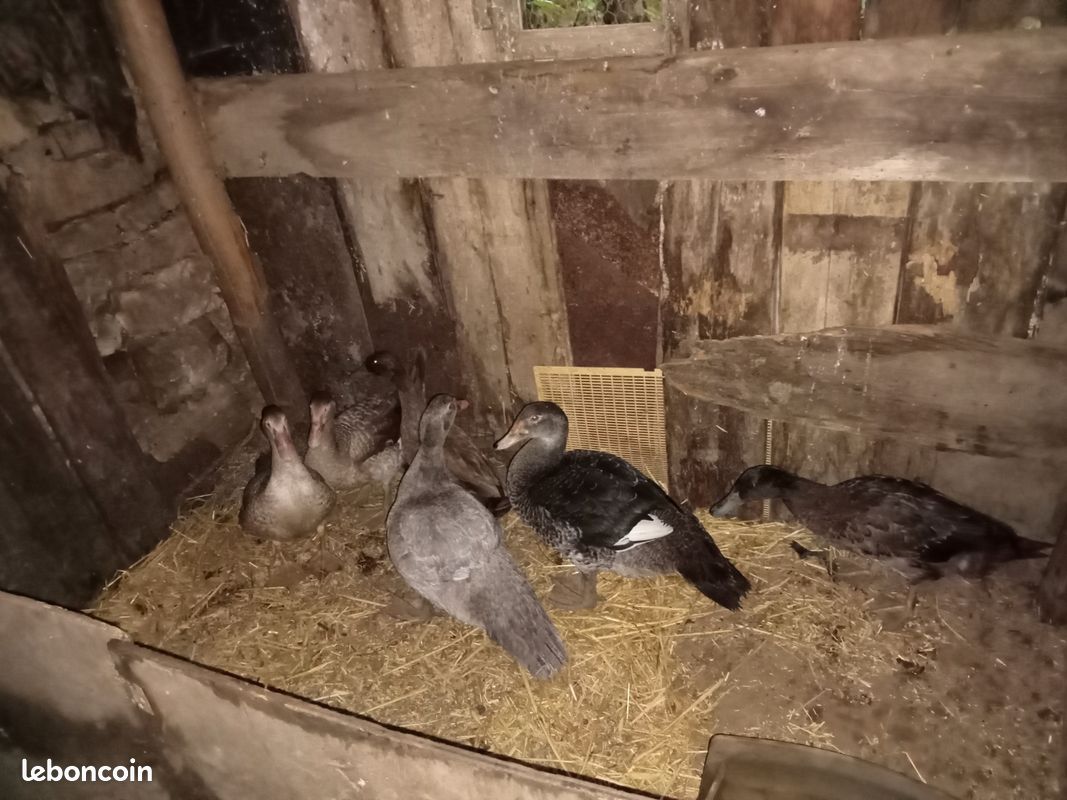 Canard barbarie et colvert (image 1)