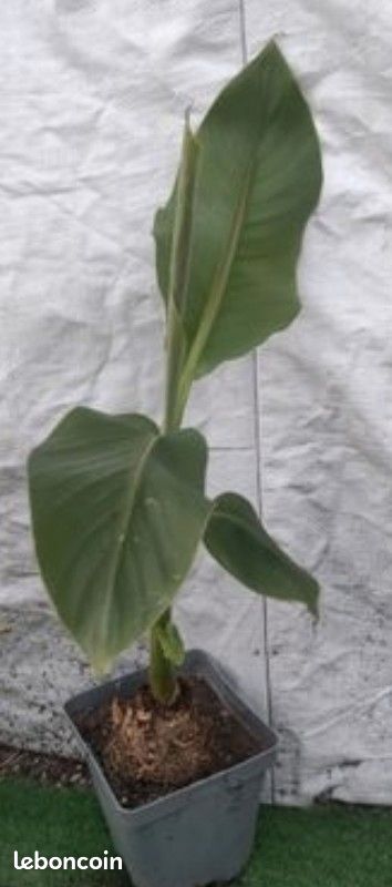 Bananier Musa Basjoo en pot (envoi possible) (image 1)