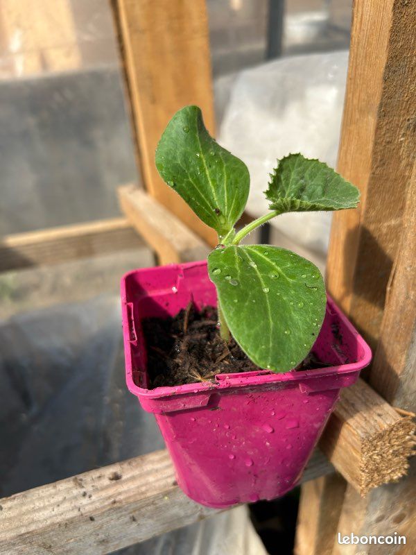 Plants de courgettes,potiron,citrouille,butternut (image 3)
