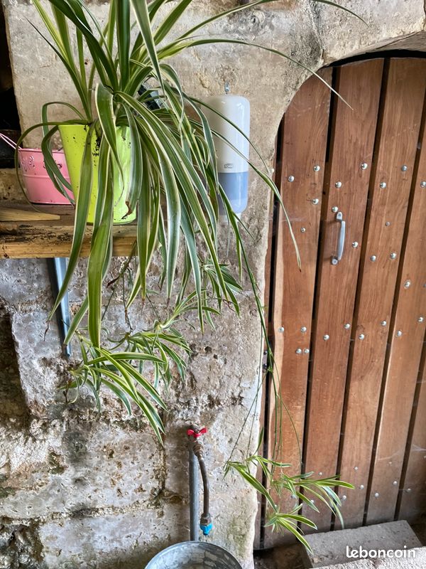 Plante arraignée (image 3)